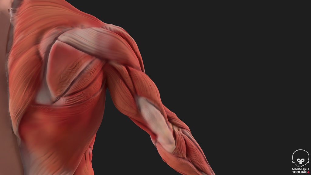 Human Body with complete Anatomy