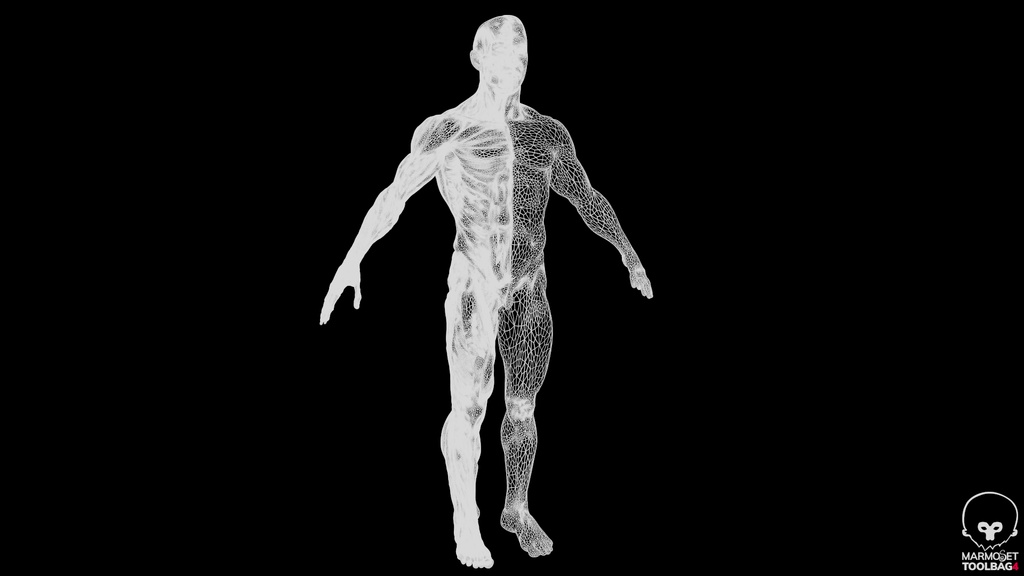 Human Body with complete Anatomy