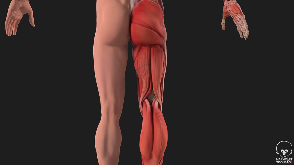 Human Body with complete Anatomy