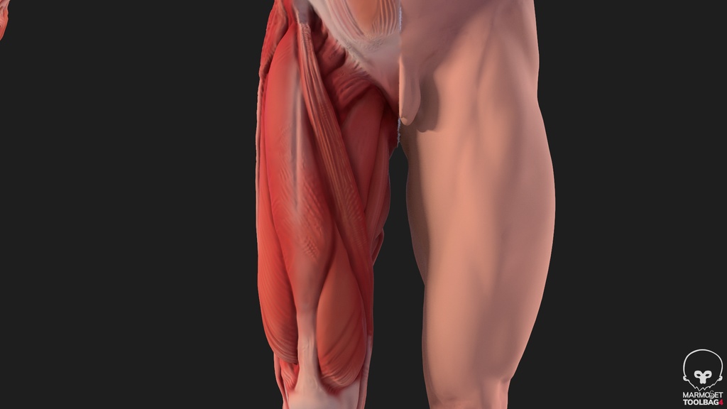 Human Body with complete Anatomy