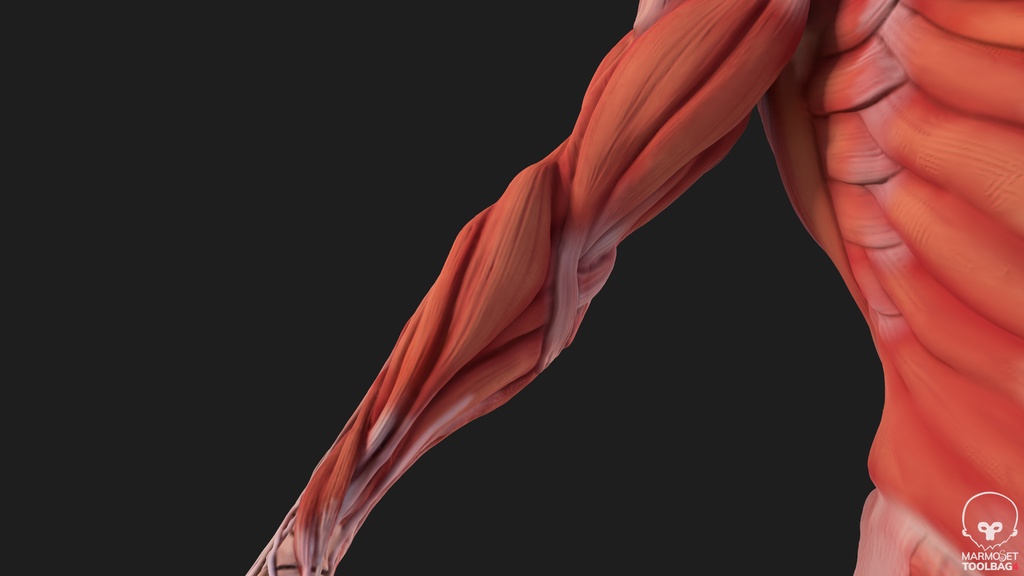 Human Body with complete Anatomy
