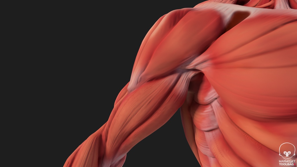 Human Body with complete Anatomy
