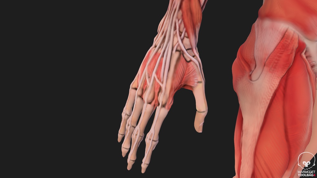 Human Body with complete Anatomy