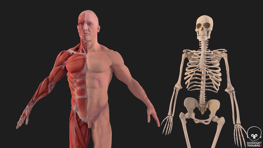 Human Body with complete Anatomy