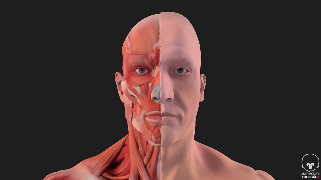 Human Body with complete Anatomy