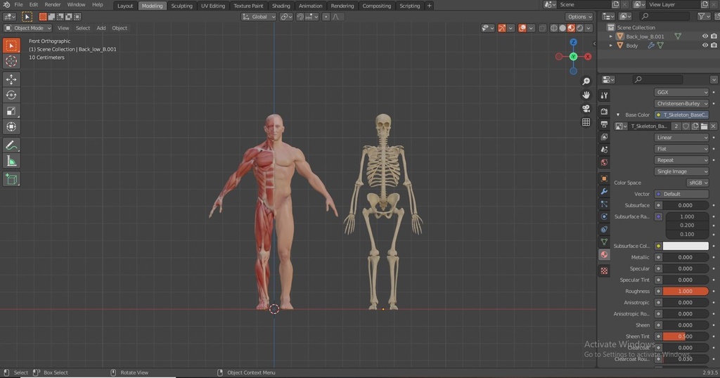 Human Body with complete Anatomy