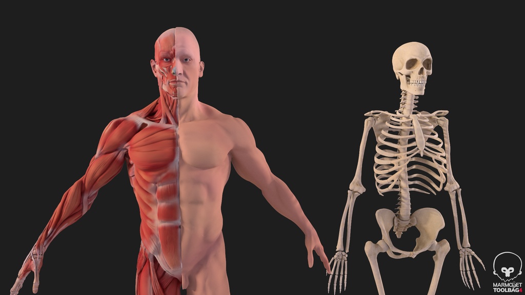 Human Body with complete Anatomy