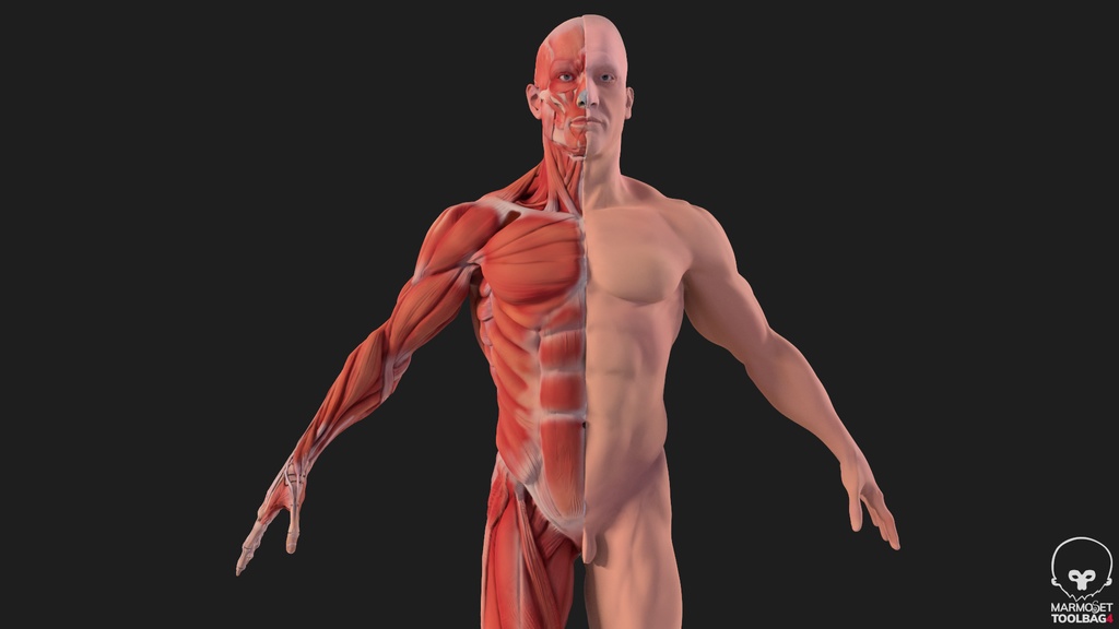 Human Body with complete Anatomy