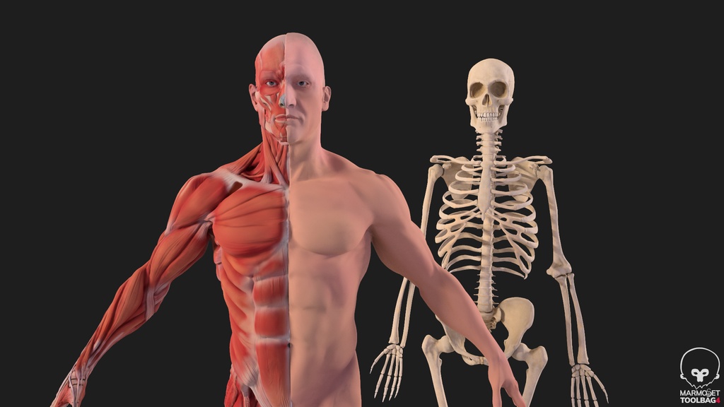Human Body with complete Anatomy