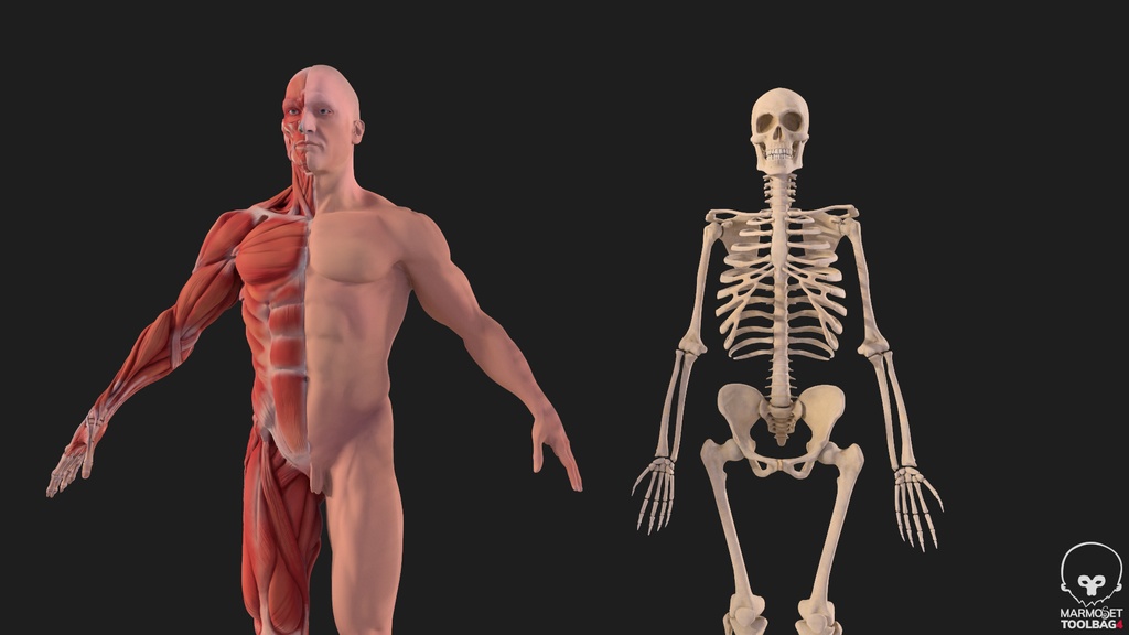 Human Body with complete Anatomy