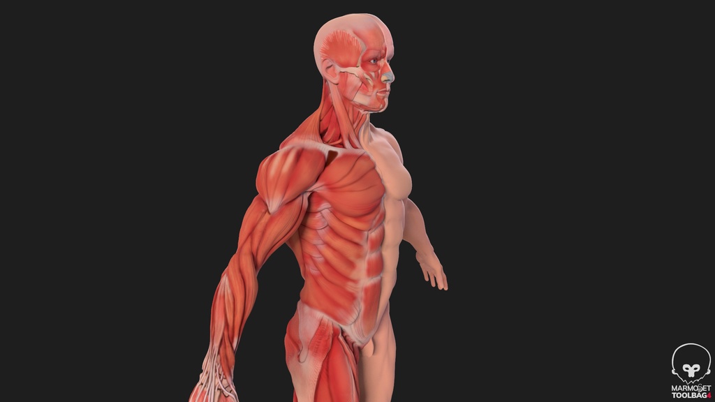 Human Body with complete Anatomy