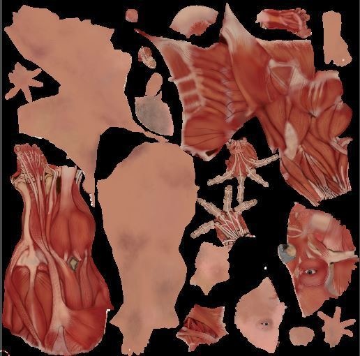 Human Body with complete Anatomy