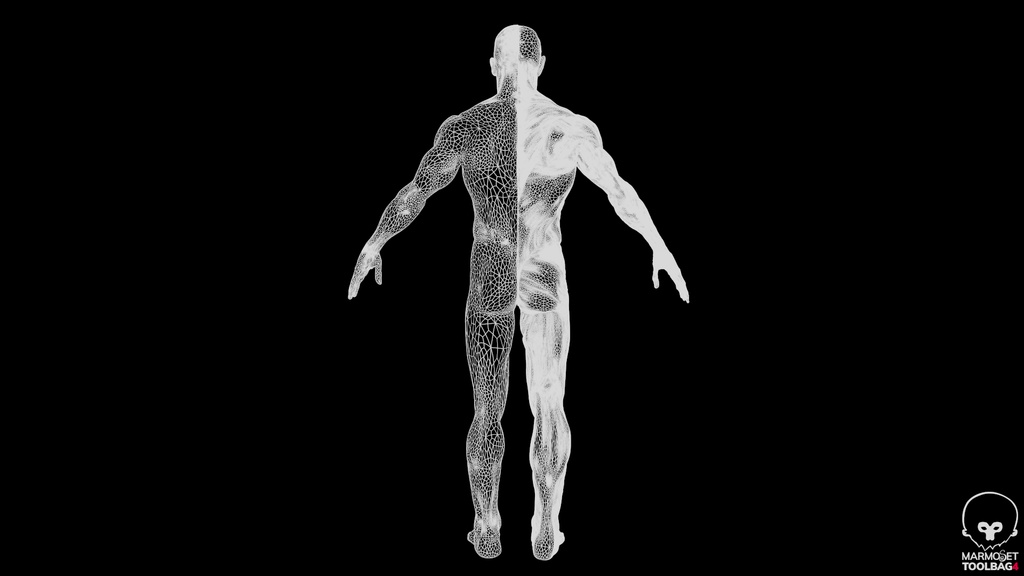 Human Body with complete Anatomy