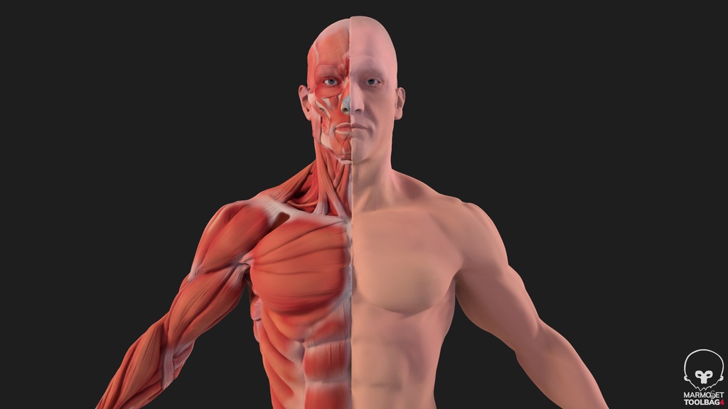 Human Body with complete Anatomy