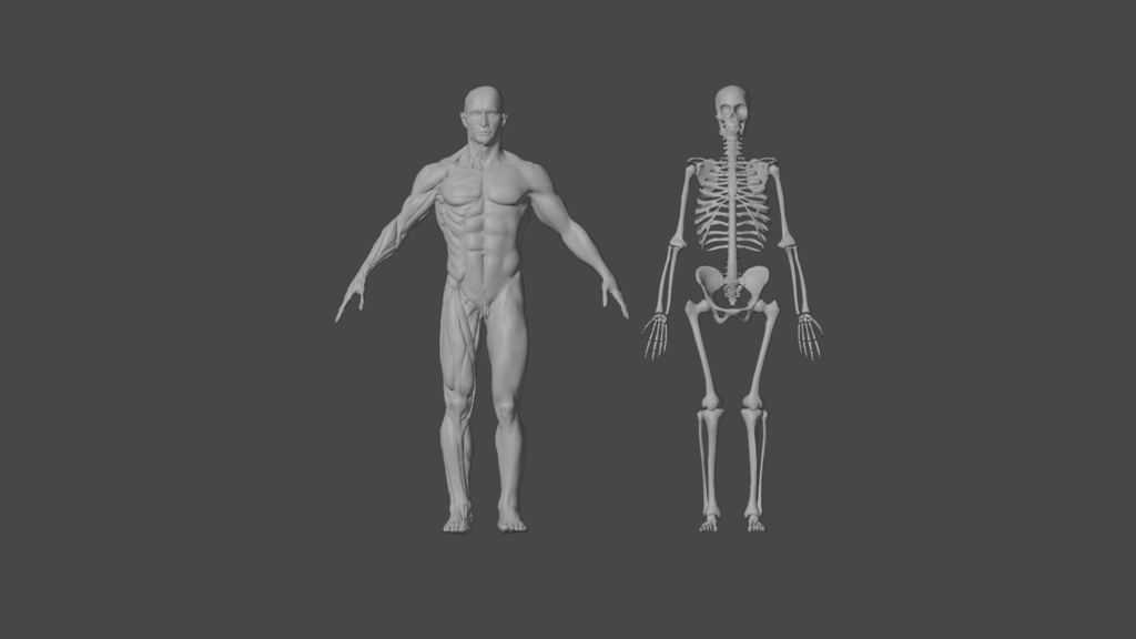 Human Body with complete Anatomy