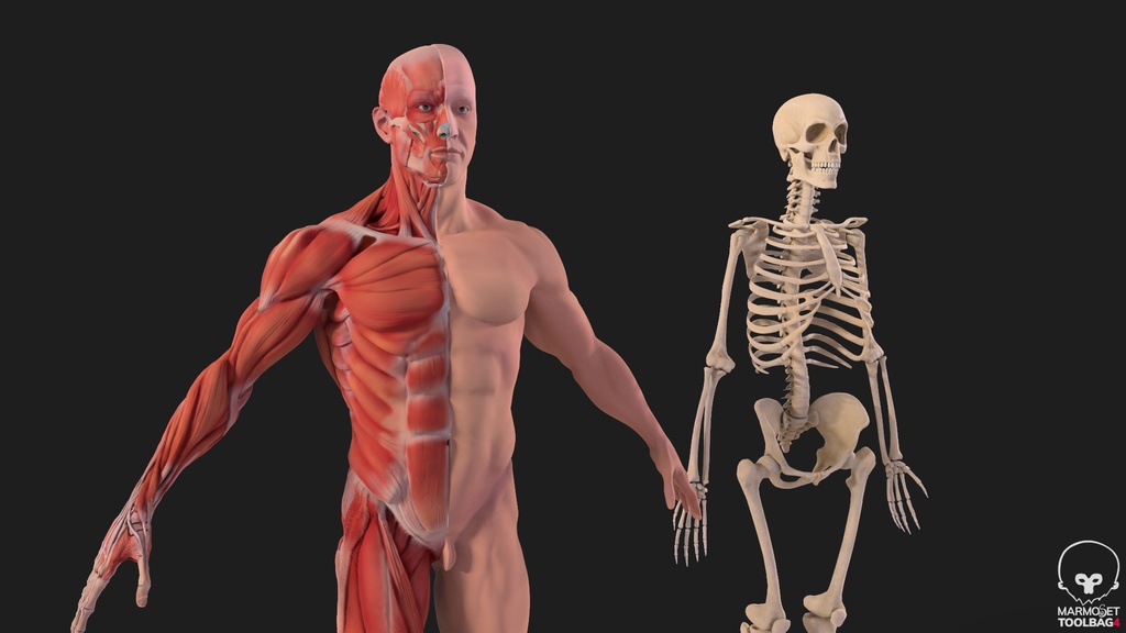 Human Body with complete Anatomy