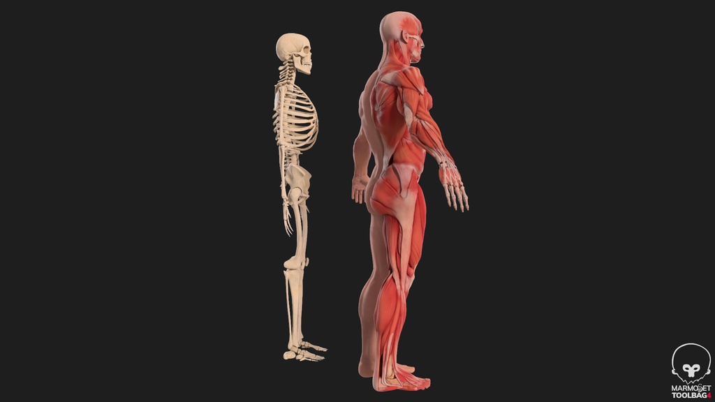 Human Body with complete Anatomy