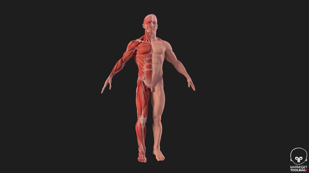 Human Body with complete Anatomy