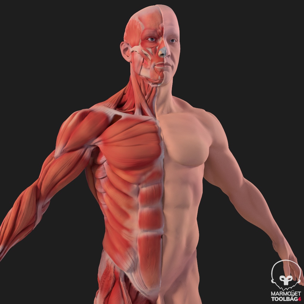 Human Body with complete Anatomy