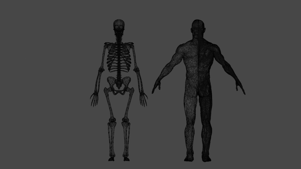 Human Body with complete Anatomy