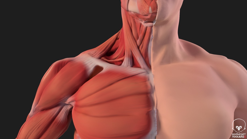 Human Body with complete Anatomy