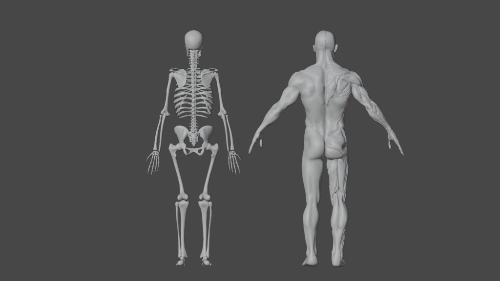 Human Body with complete Anatomy