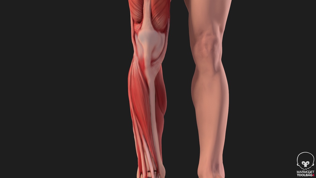 Human Body with complete Anatomy