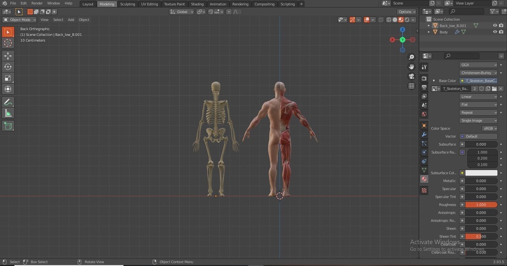 Human Body with complete Anatomy