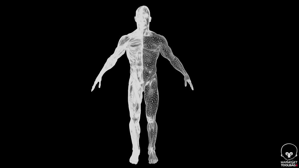 Human Body with complete Anatomy