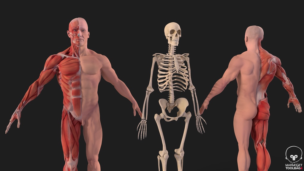 Human Body with complete Anatomy