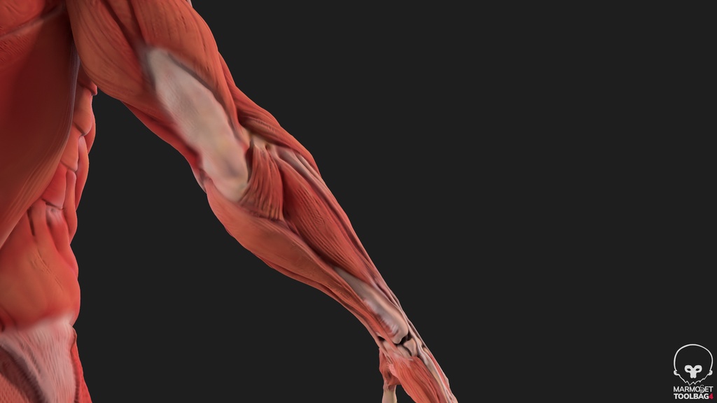 Human Body with complete Anatomy