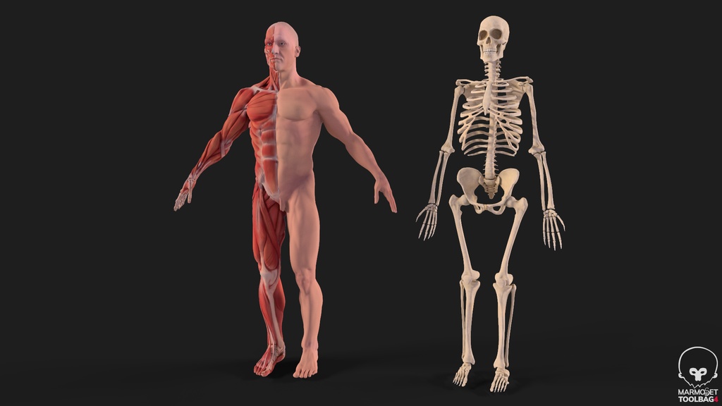 Human Body with complete Anatomy