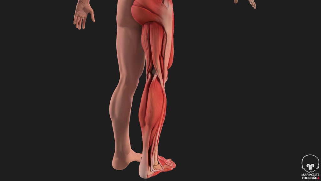 Human Body with complete Anatomy