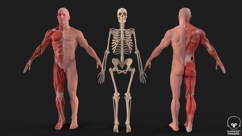 Human Body with complete Anatomy