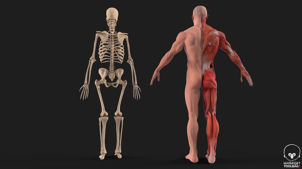 Human Body with complete Anatomy