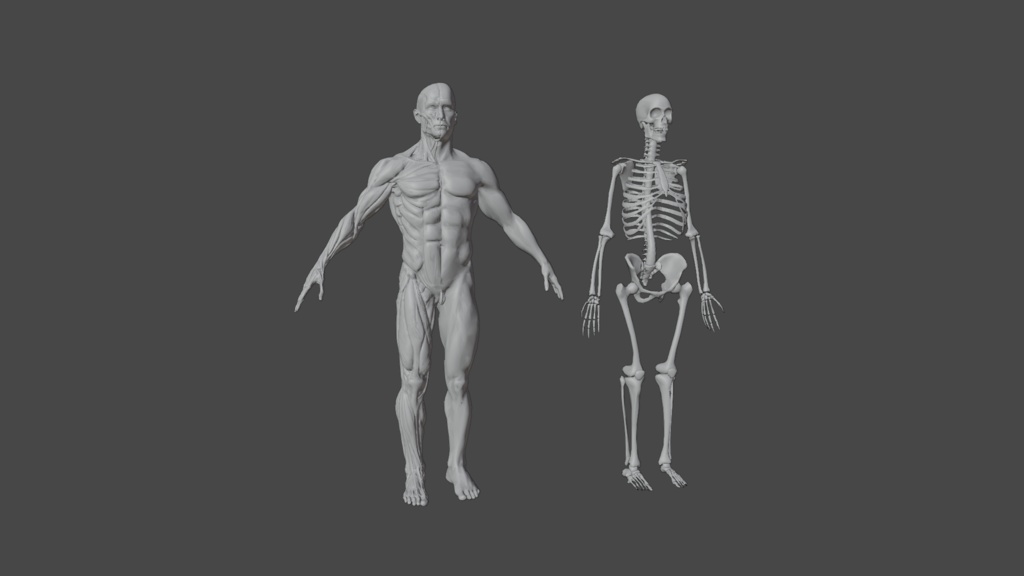 Human Body with complete Anatomy