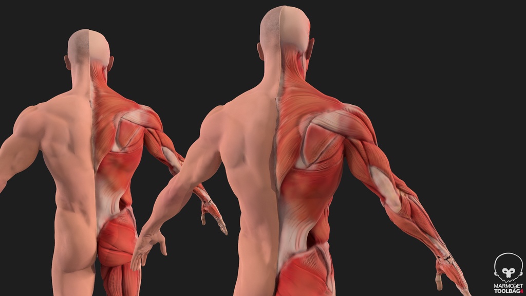 Human Body with complete Anatomy