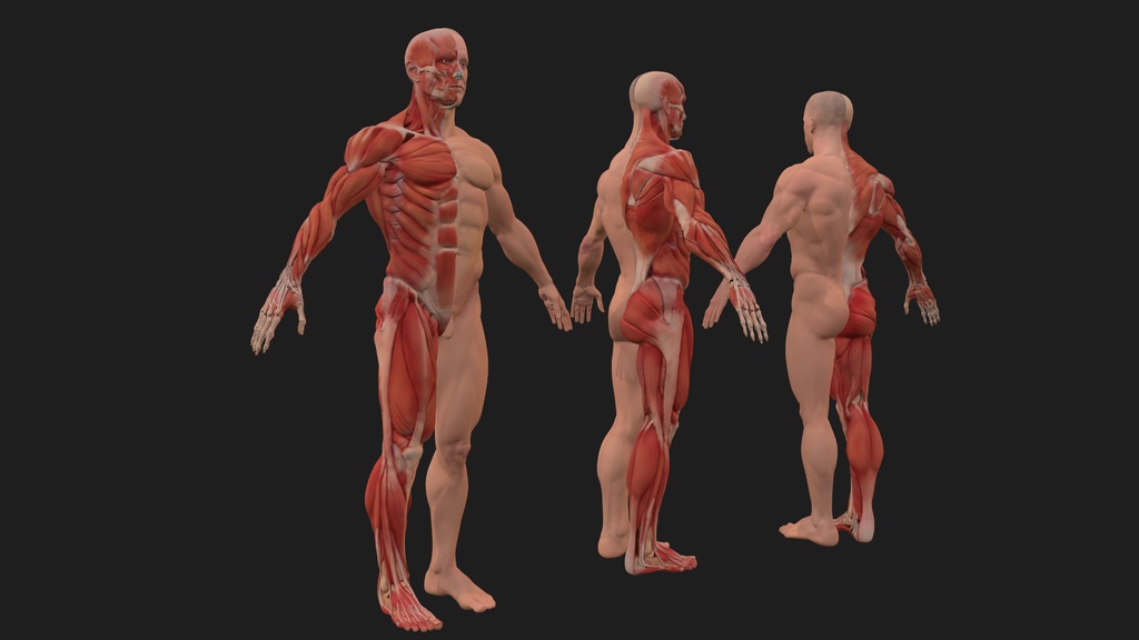 Human Body with complete Anatomy