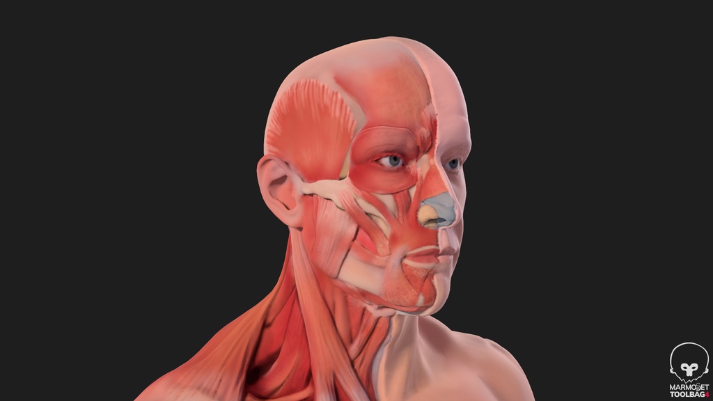 Human Body with complete Anatomy