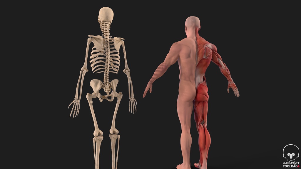 Human Body with complete Anatomy