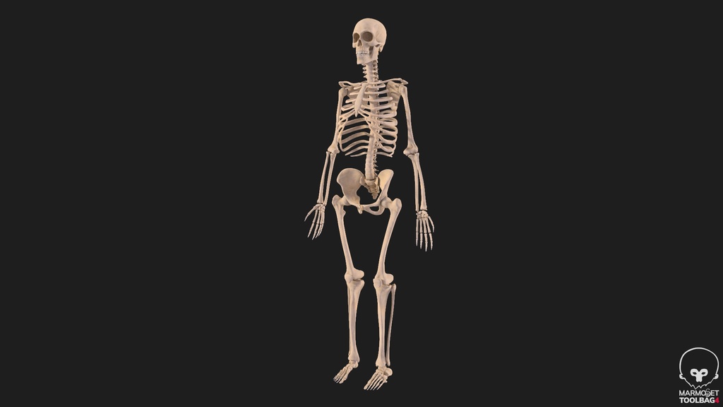 Human Male Skeleton Bones Anatomy