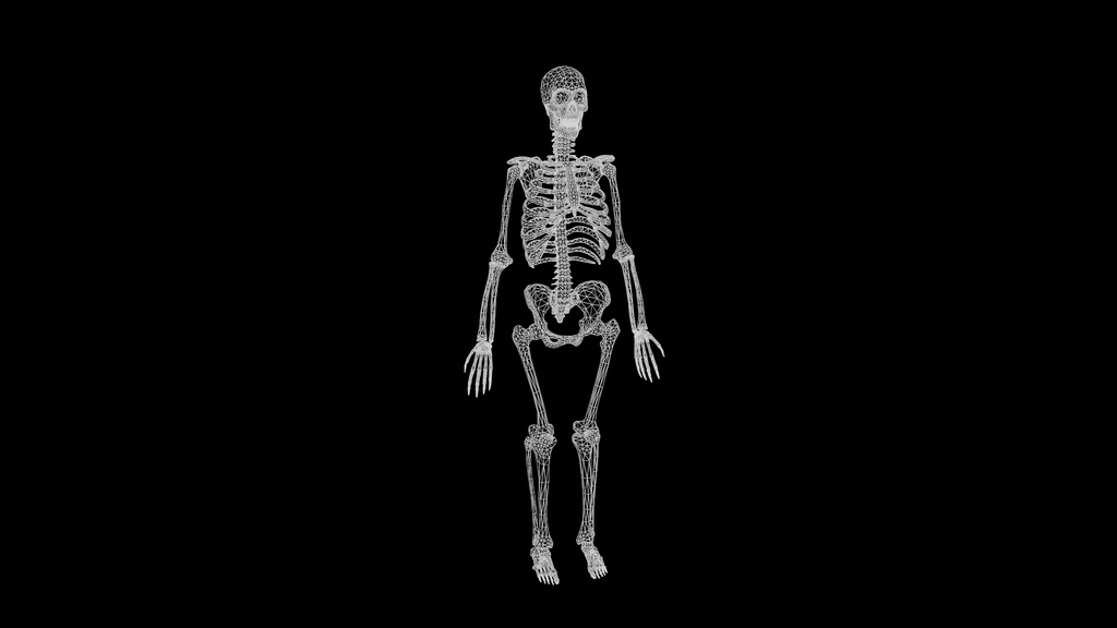 Human Male Skeleton Bones Anatomy