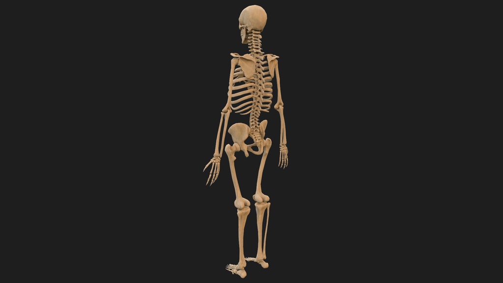 Human Male Skeleton Bones Anatomy