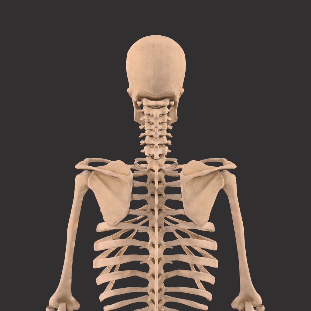Human Male Skeleton Bones Anatomy