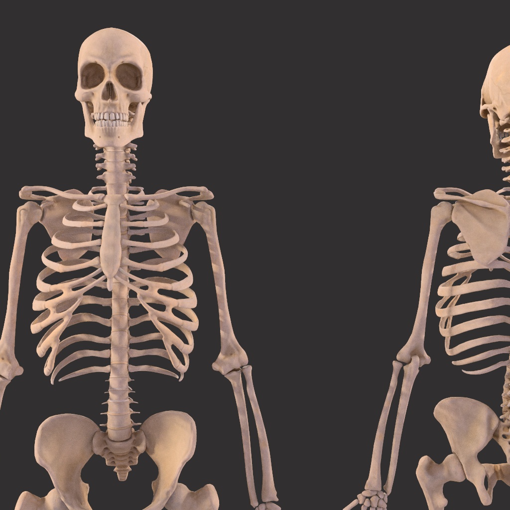Human Male Skeleton Bones Anatomy