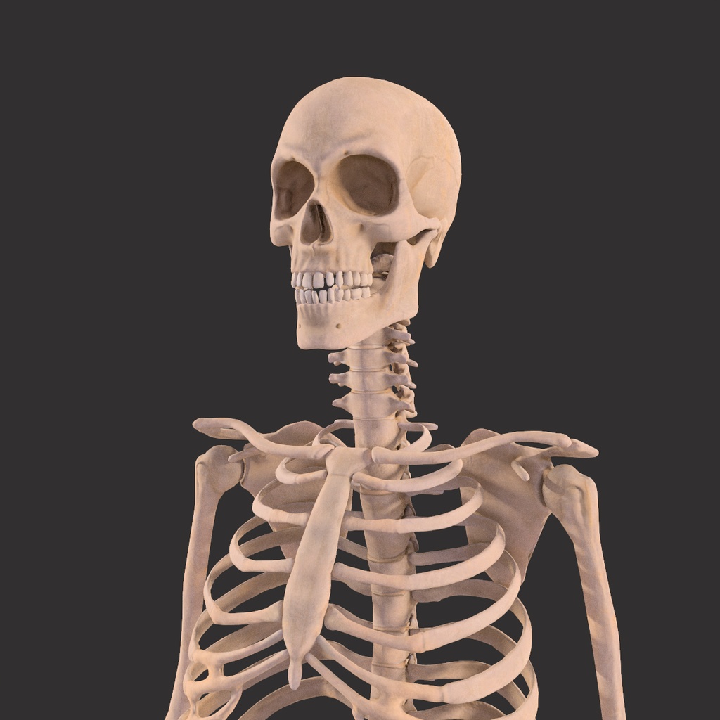 Human Male Skeleton Bones Anatomy
