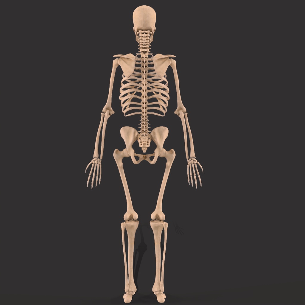 Human Male Skeleton Bones Anatomy