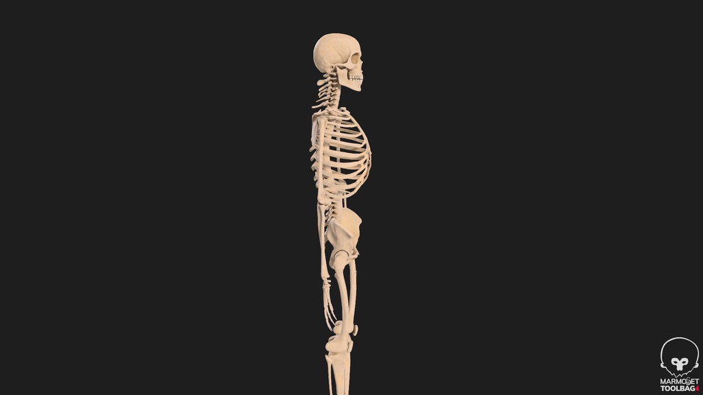Human Male Skeleton Bones Anatomy
