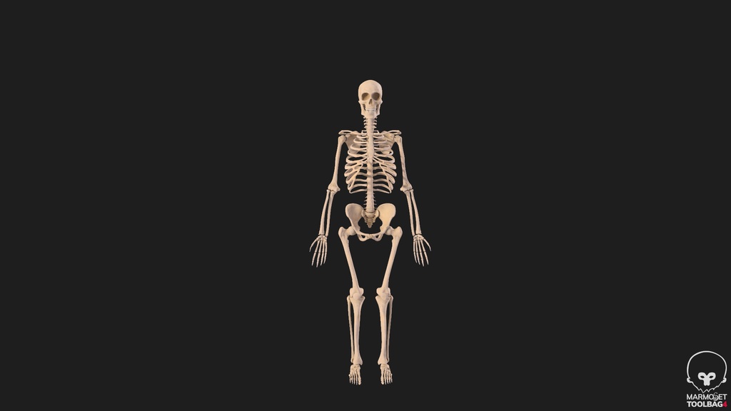 Human Male Skeleton Bones Anatomy