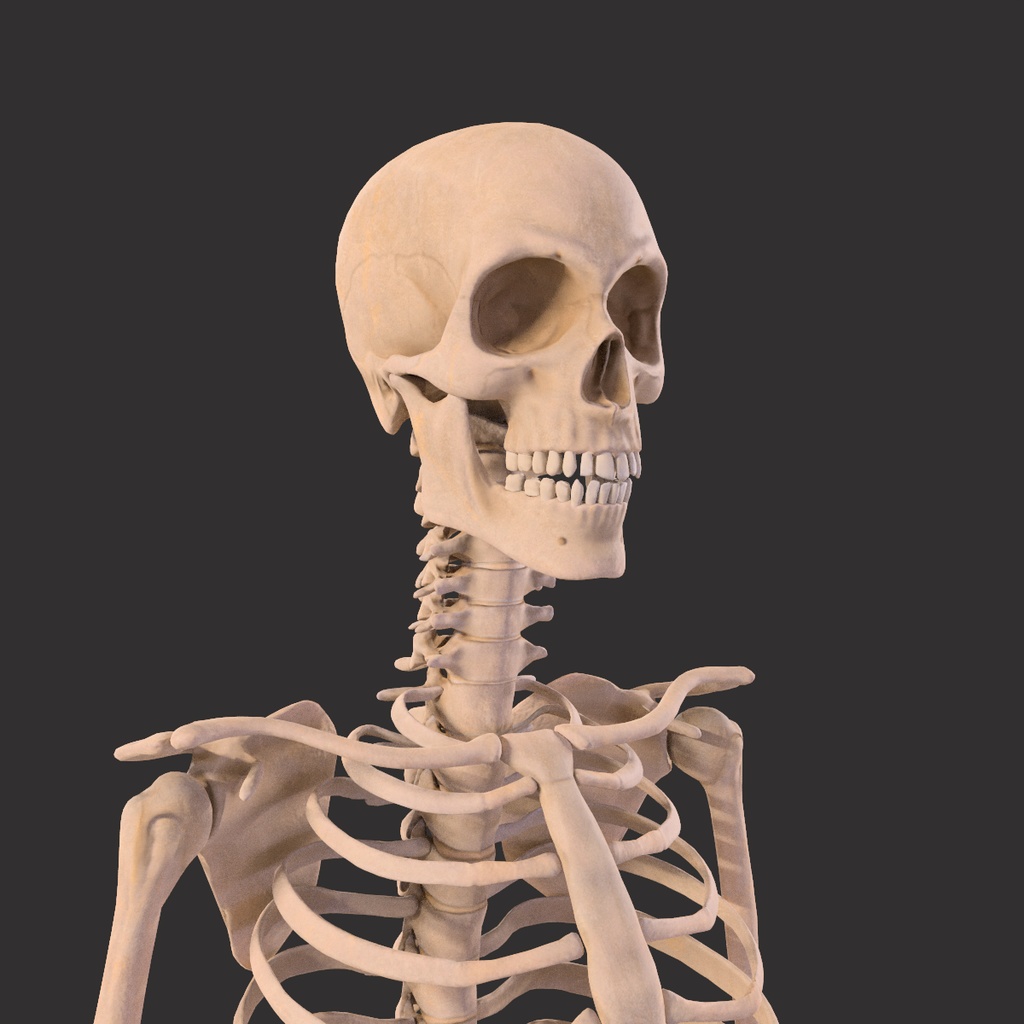 Human Male Skeleton Bones Anatomy